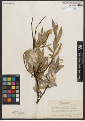 Foto von Salix orestera C. K. Schneid.